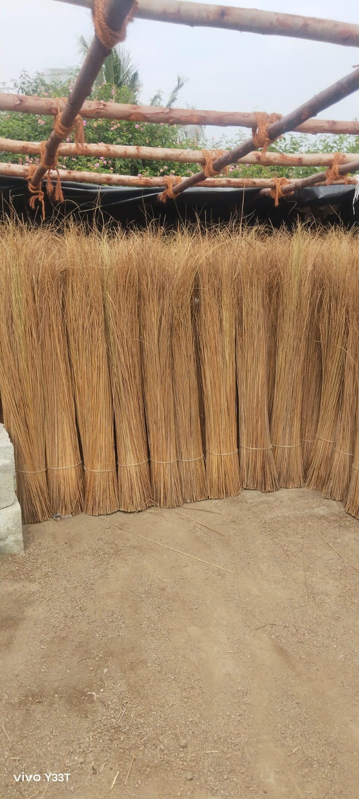 36 Above Cocunut Brooms